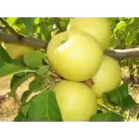Саженцы яблони Голден Делишес 2л